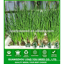 NSH01 Kilu Vegetable scallion seeds producer, nombre de las semillas